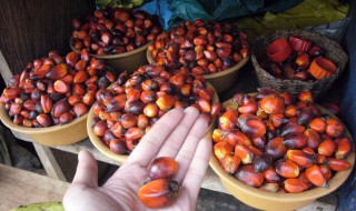 棕榈果透明的肉怎么吃 棕榈果透明的肉如何吃