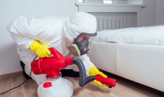 衣柜里常见的虫 衣柜里常见的虫有哪些