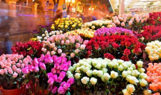 君子兰是长叶的好还是短叶的 君子兰具体是长叶的好还是短叶的