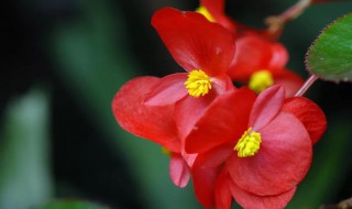 东洋锦海棠的养殖方法 东洋锦海棠的养殖方法是什么