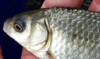 野钓鲫鱼怎么调漂最好 怎么调漂最好野钓鲫鱼