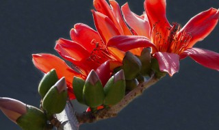 请问木棉花怎么食用 木棉花食用方法