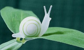 关于蜗牛的知识 关于蜗牛的知识介绍