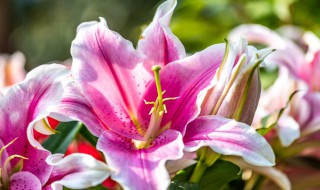 百合如何醒花 百合醒花方法