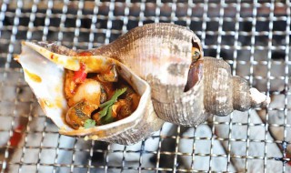 熟海螺吃不完怎么储存 储存熟海螺吃不完方法