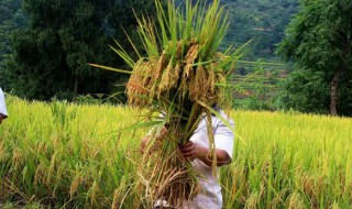 稻秆储存方法 稻秆保存存方法