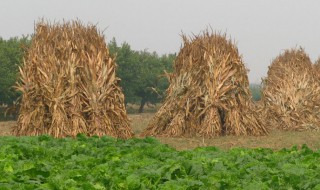 仓库储存玉米秆方法 仓库储存玉米秆的方法