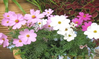 波斯菊储存方法 怎样贮藏储运波斯菊