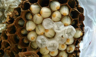 蜂蛹长期储存方法 蜂蛹长期怎样储存