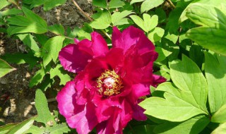 牡丹花叶子有几种形状 牡丹花叶子是什么形状