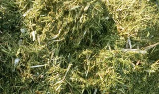 干玉米草的储存方法 怎样储存干玉米草