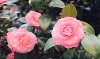 花叶子有虫子怎么办 花叶子有虫子的方法