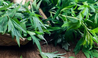 干艾叶怎么做敷肚脐 干艾叶敷肚脐 的方法