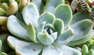 多肉储存方法 多肉保存方法