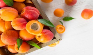 香蜜杏储存方法 如何储存香蜜杏