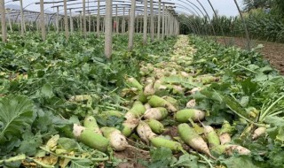 春萝卜的冷库储存方法 春萝卜如何冷库储存