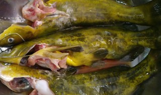 黄骨鱼怎么清洗 怎么清洗黄骨鱼
