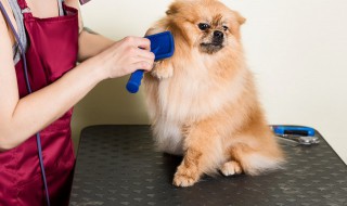 狗狗美容师怎么考证 狗狗美容师证的考取方法