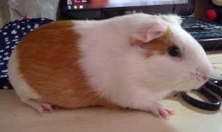 逆毛天竺鼠怎么洗澡 逆毛天竺鼠如何洗澡