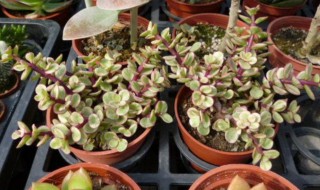 雅乐之舞怎么养才开花 五个步骤花开爆盆