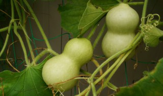 西胡芦汤怎么做好吃 西胡芦汤的做法