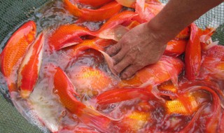 红鲫鱼怎么繁殖 红鲫鱼的繁殖方法