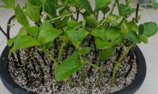 绣球花怎么繁殖 绣球花繁殖的方法