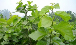 桑树怎么繁殖 桑树如何扦插繁殖