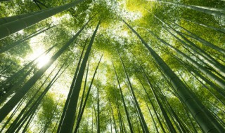 新买的竹子怎么养 怎么养新买的竹子