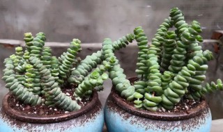 钱串怎么养长的快 怎么养钱串