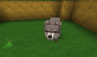 迷你世界狼怎么繁殖 迷你世界狼如何繁殖