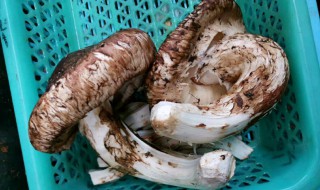 开伞松茸和不开伞的区别 开伞松茸和不开伞的区别介绍