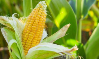 农场储存玉米方法 怎样储存玉米