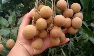 石硖龙眼是哪里的特产 石硖龙眼简单介绍