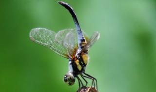 黑蜻蜓有毒吗 黑蜻蜓有没有毒