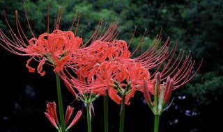 彼岸花的寓意和象征 彼岸花的寓意和象征介绍