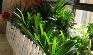 室内怎样养花长得茂盛 室内怎样养花好