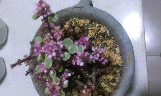 雅乐之舞只剩杆了怎么办 雅乐之舞只剩杆了如何处理