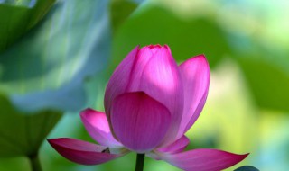 夏至的内涵意思是什么 夏至意味着什么