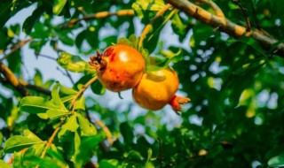 立秋后可以种什么果树 立秋后种什么果树好