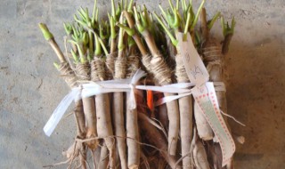 牡丹嫁接时间和方法 牡丹嫁接时间是什么