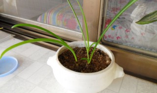 彼岸花球茎种植方法 彼岸花球茎如何种植