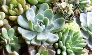 多肉钱串子中间枯萎怎么抢救 多肉钱串子中间枯萎抢救方法