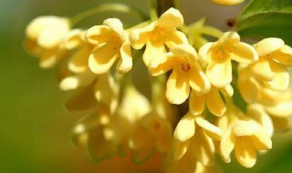 红桂花与黄桂花区别 红桂花与黄桂花区别介绍