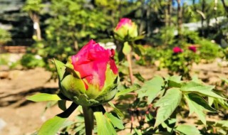 牡丹为什么八月份就落叶 牡丹八月份就落叶的原因