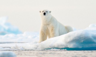 冰冠是什么意思 冰冠的解释