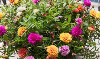 太阳花老桩怎么修剪 太阳花老桩修剪窍门