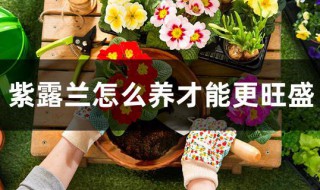 紫露兰怎么养才能更旺盛 紫露兰的养殖方法