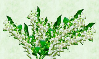 铃兰的种植方法和注意事项 铃兰如何种植