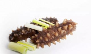 海参是一种生长在海底的什么 海参简单介绍